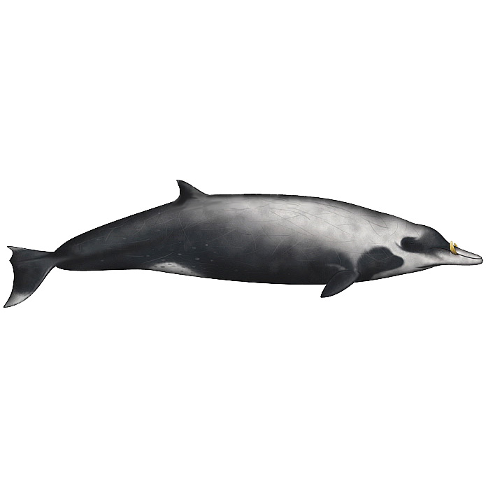 Ремнезуб Лейарда (Mesoplodon layardii) Фото №1