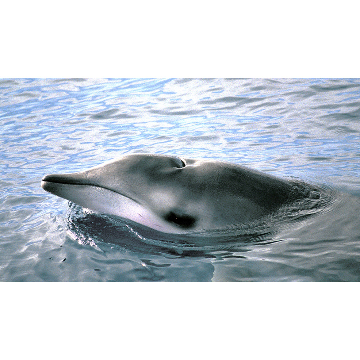 Ремнезуб Тру (Mesoplodon mirus) Фото №10