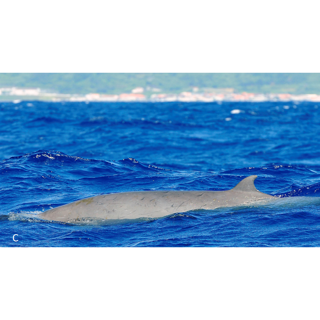 Ремнезуб Тру (Mesoplodon mirus) Фото №4