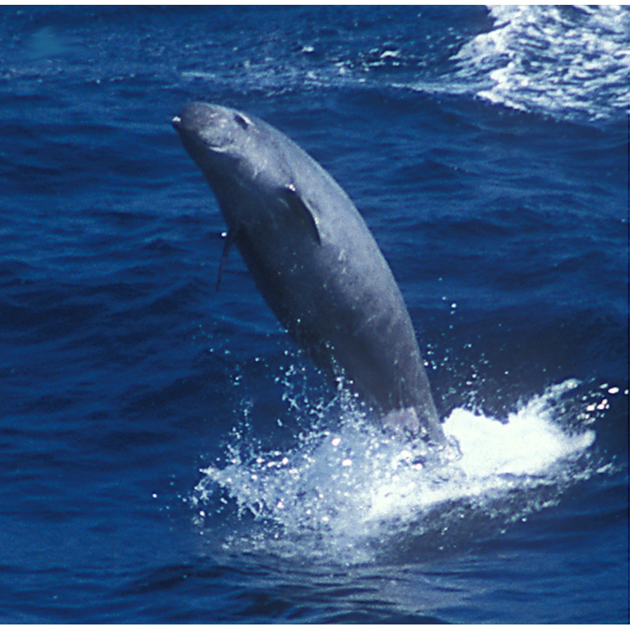 Ремнезуб Тру (Mesoplodon mirus) Фото №5