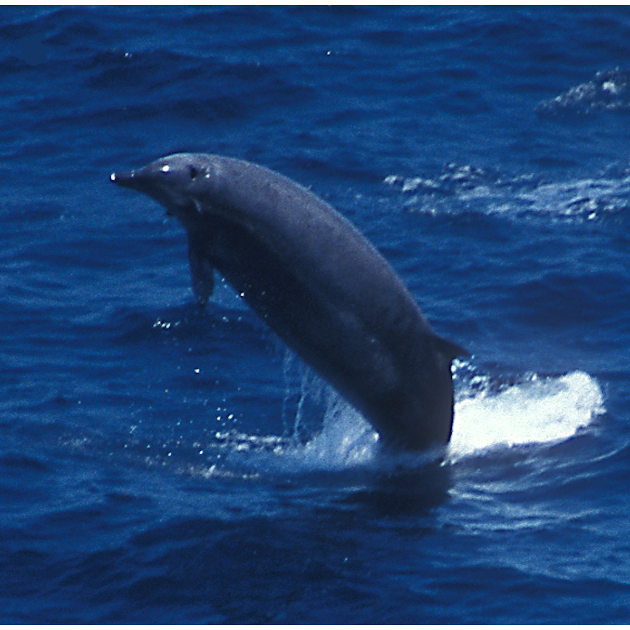 Ремнезуб Тру (Mesoplodon mirus) Фото №6