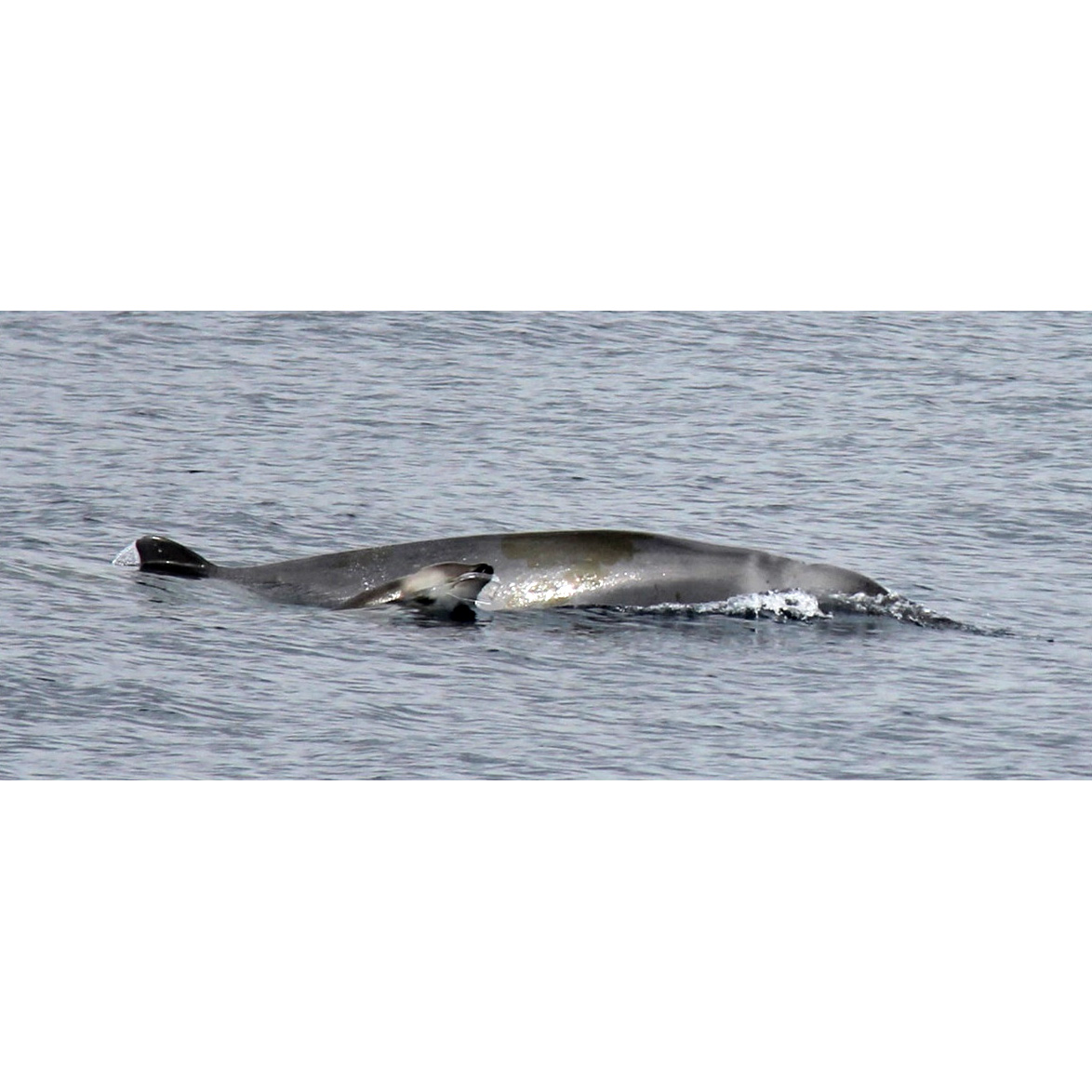 Ремнезуб Тру (Mesoplodon mirus) Фото №7