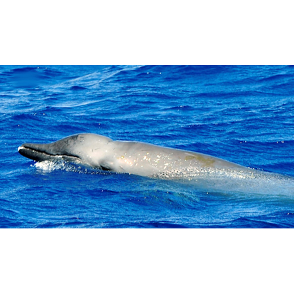 Ремнезуб Тру (Mesoplodon mirus) Фото №9