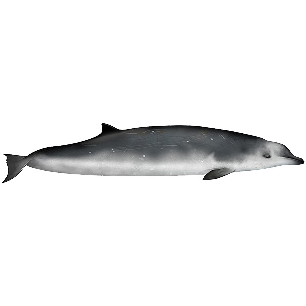 Ремнезуб Тру (Mesoplodon mirus) Фото №1