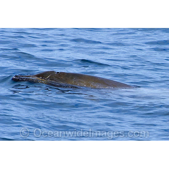 Перуанский ремнезуб (Mesoplodon peruvianus) Фото №10