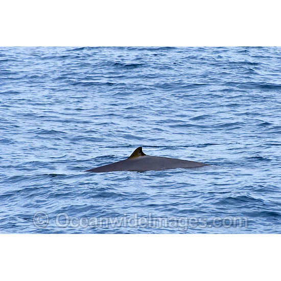 Перуанский ремнезуб (Mesoplodon peruvianus) Фото №9