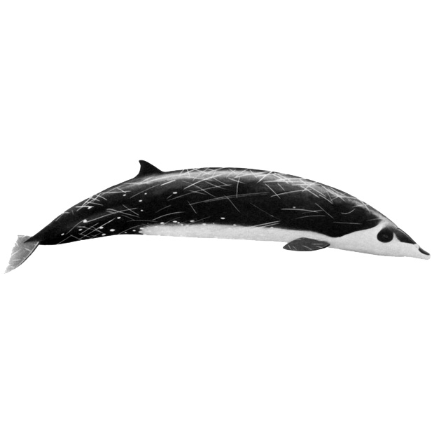 Командорский ремнезуб (Mesoplodon stejnegeri) Фото №1