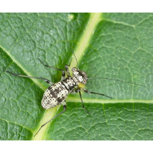 Семейство Mesopsocidae фото
