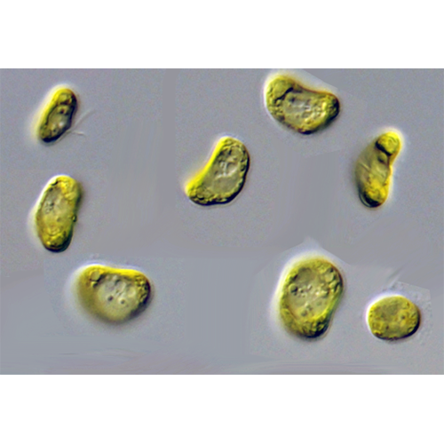 Семейство Mesostigmataceae фото