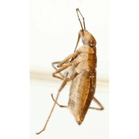 Семейство Mesovelioidea фото