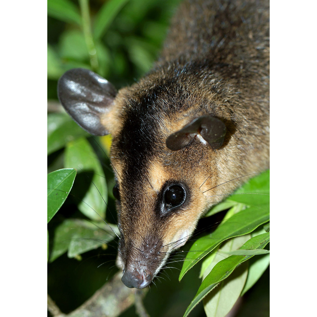 Бурый четырёхглазый опоссум (Metachirus nudicaudatus) Фото №10