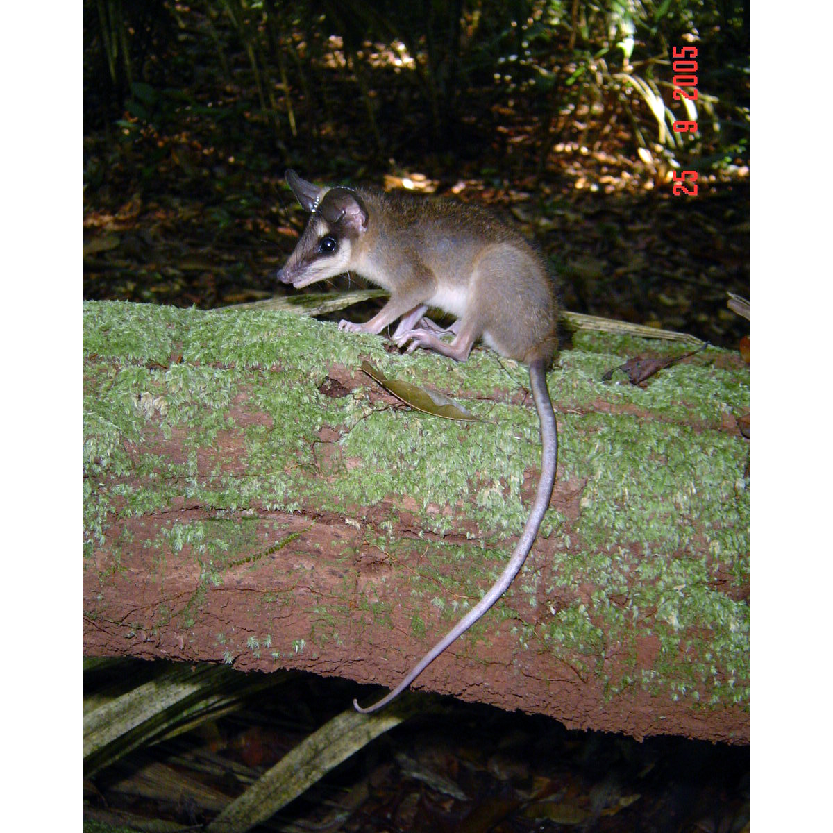 Бурый четырёхглазый опоссум (Metachirus nudicaudatus) Фото №2