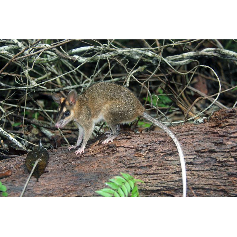 Бурый четырёхглазый опоссум (Metachirus nudicaudatus) Фото №3