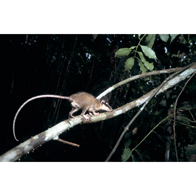 Бурый четырёхглазый опоссум (Metachirus nudicaudatus) Фото №4