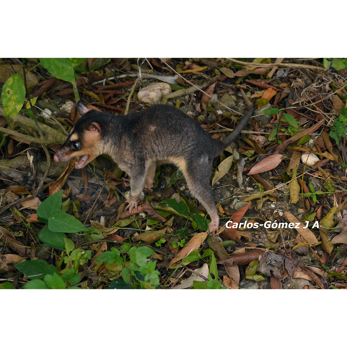 Бурый четырёхглазый опоссум (Metachirus nudicaudatus) Фото №5