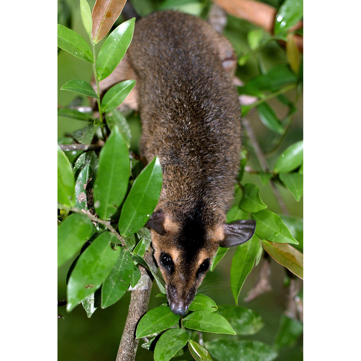 Бурый четырёхглазый опоссум (Metachirus nudicaudatus) Фото №6