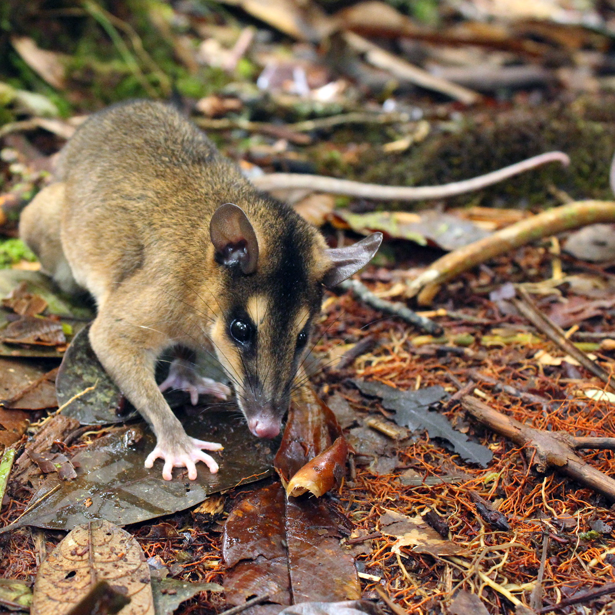 Бурый четырёхглазый опоссум (Metachirus nudicaudatus) Фото №7