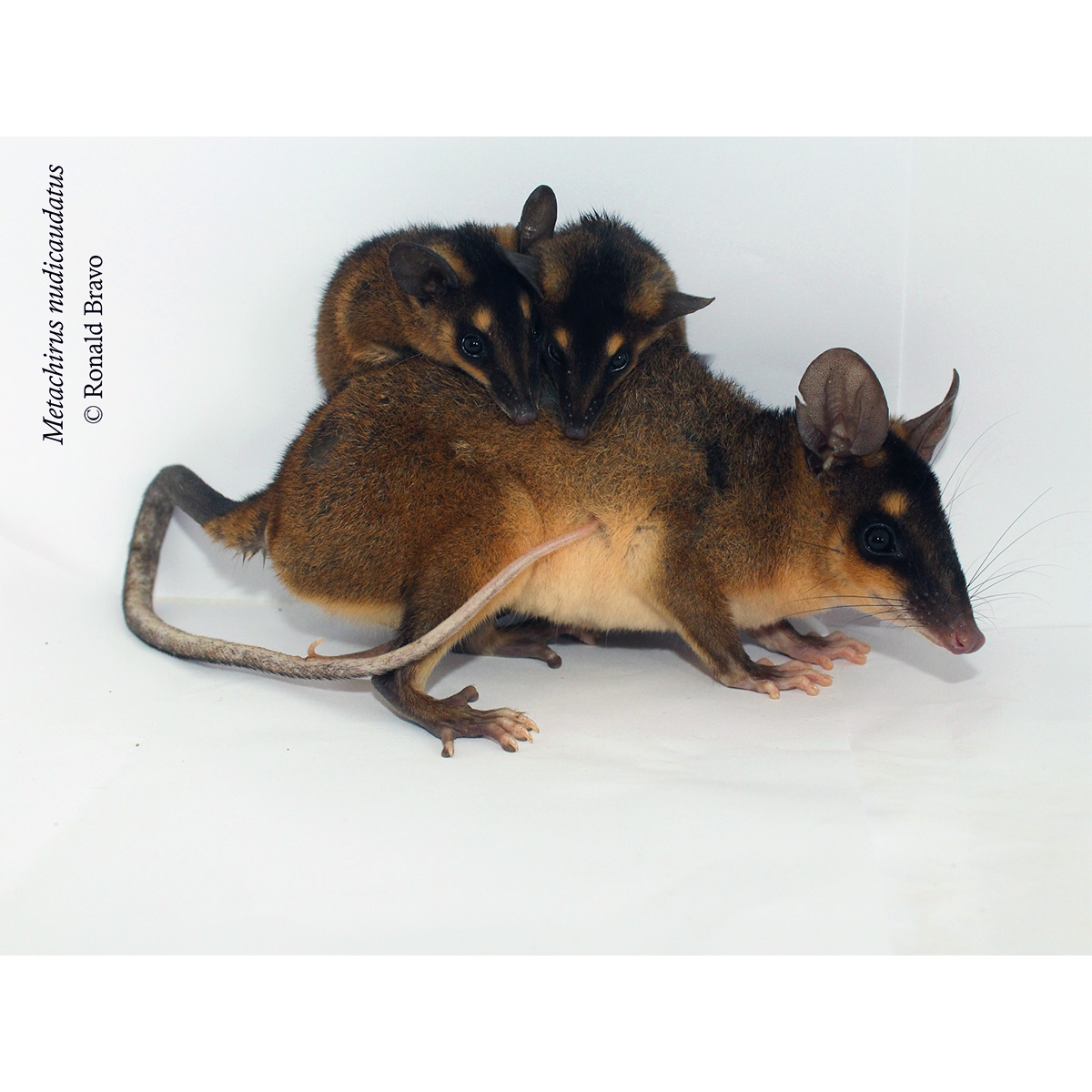 Бурый четырёхглазый опоссум (Metachirus nudicaudatus) Фото №8