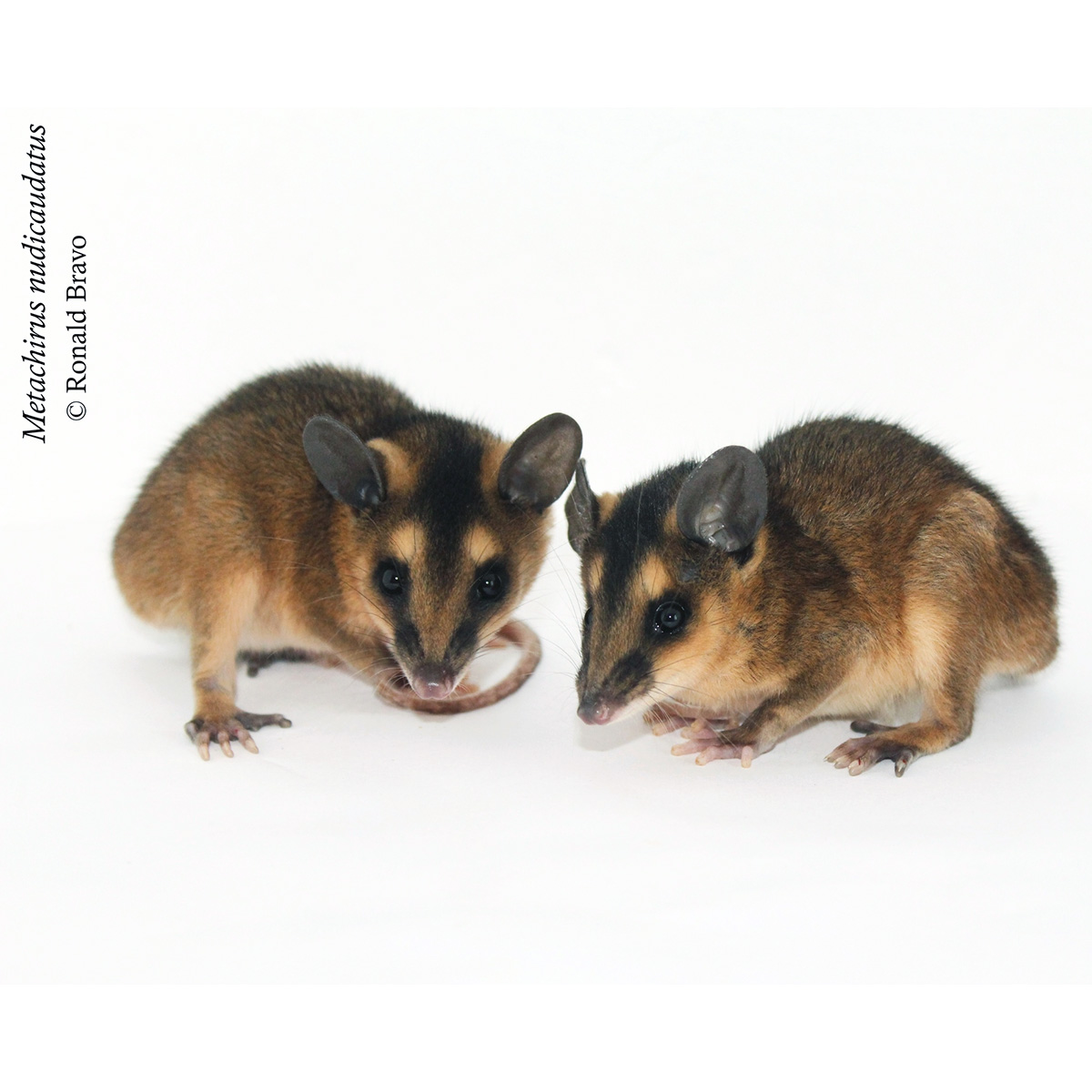 Бурый четырёхглазый опоссум (Metachirus nudicaudatus) Фото №9