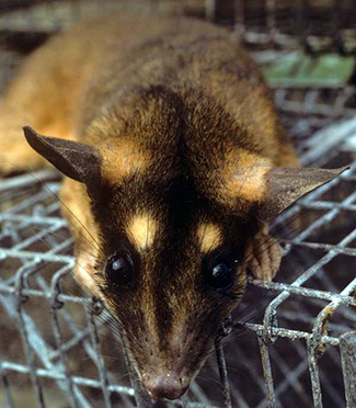 Metachirus nudicaudatus tschudii