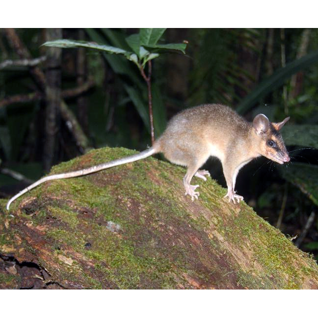 Бурый четырёхглазый опоссум (Metachirus nudicaudatus) Фото №1