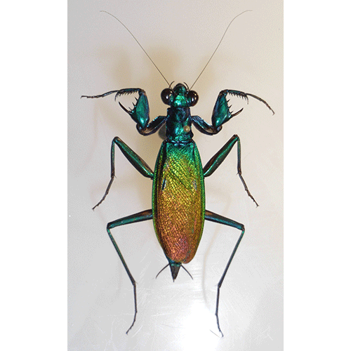Семейство Metallyticidae фото