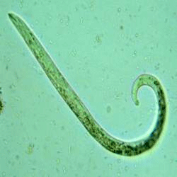 Семейство Metastrongylidae  фото