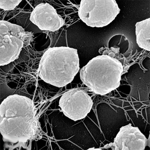 Класс Methanococci фото