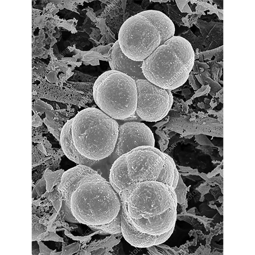 Класс Methanomicrobia фото