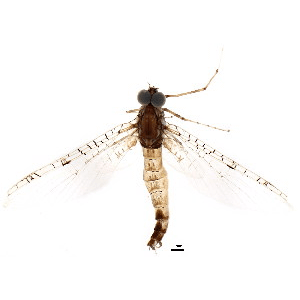 Семейство Metretopodidae фото