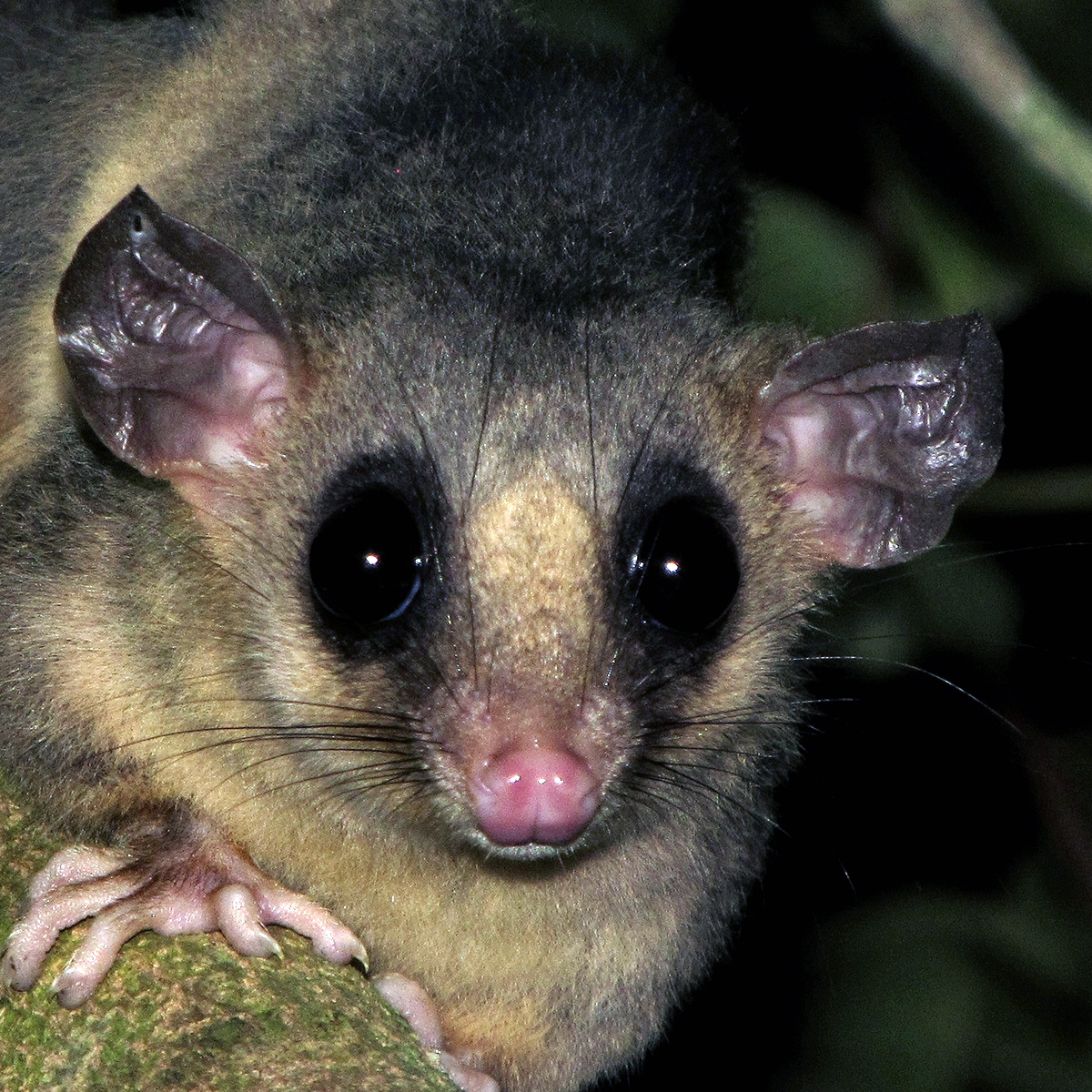 Парагвайский Мышиный Опоссум (Micoureus paraguayanus) Фото №10
