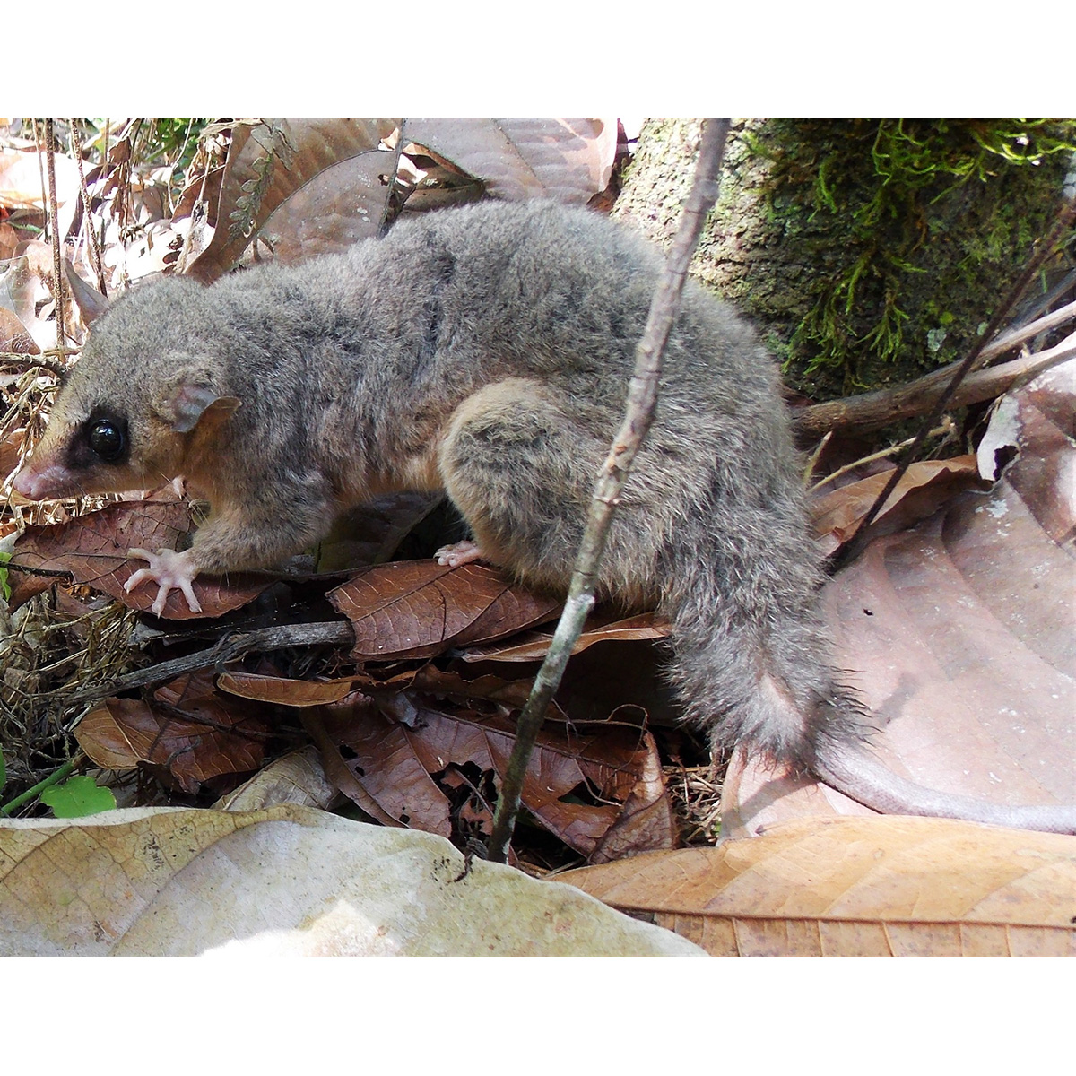 Парагвайский Мышиный Опоссум (Micoureus paraguayanus) Фото №2
