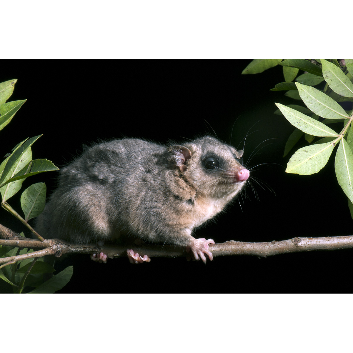 Парагвайский Мышиный Опоссум (Micoureus paraguayanus) Фото №3