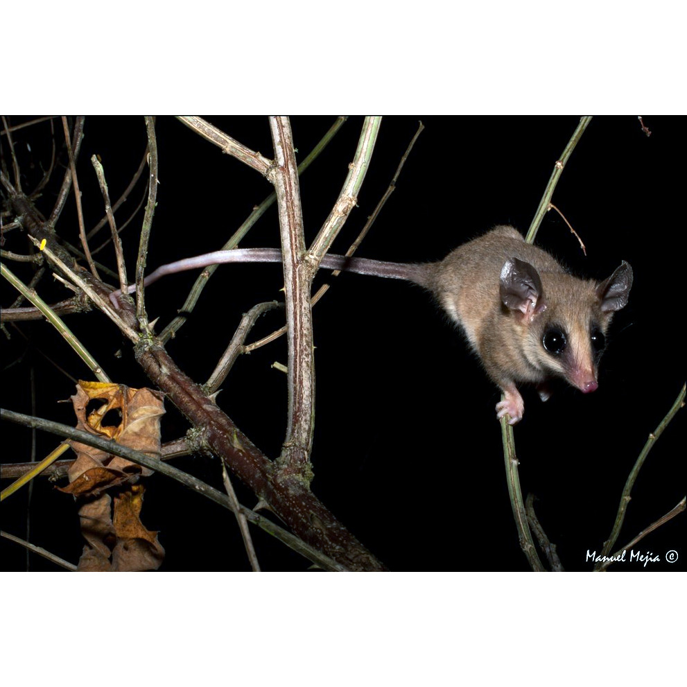Длинношёрстный опоссум (Micoureus phaeus) Фото №2