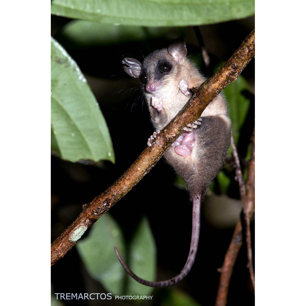 Короткошёрстный опоссум (Micoureus regina) Фото №2
