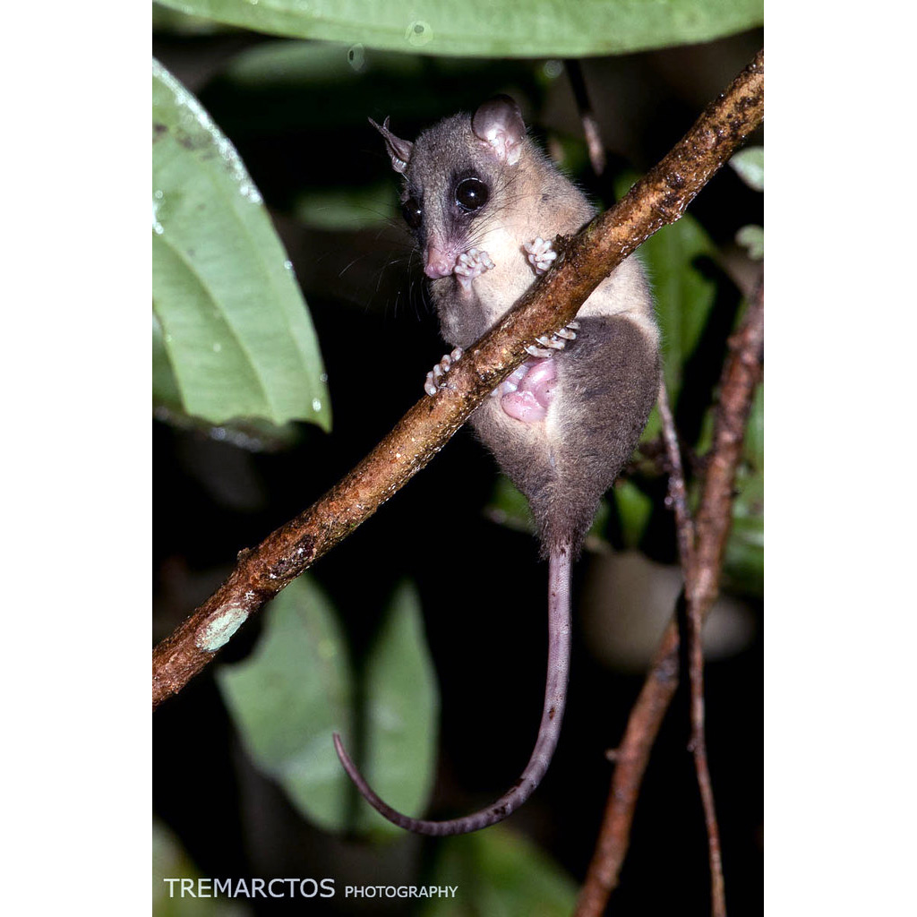 Короткошёрстный опоссум (Micoureus regina) Фото №3