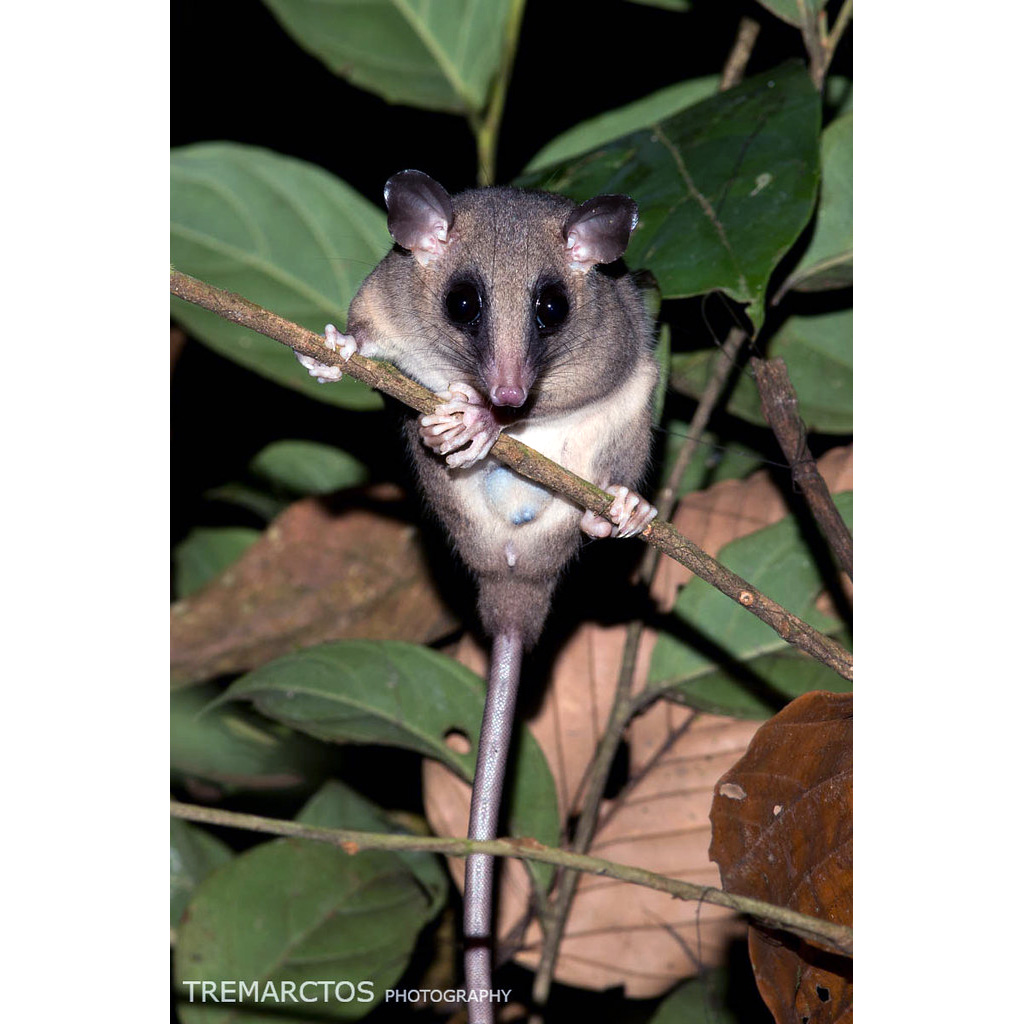 Короткошёрстный опоссум (Micoureus regina) Фото №7