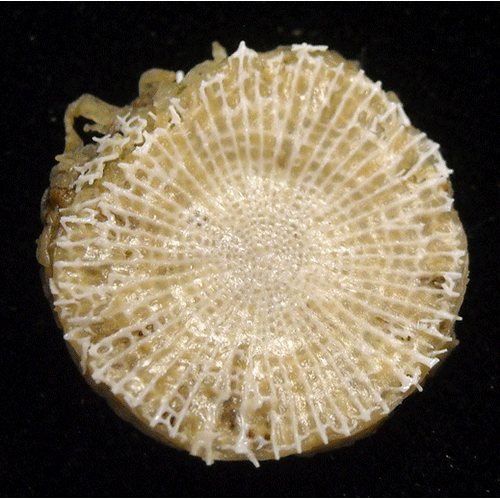 Семейство Micrabaciidae  фото