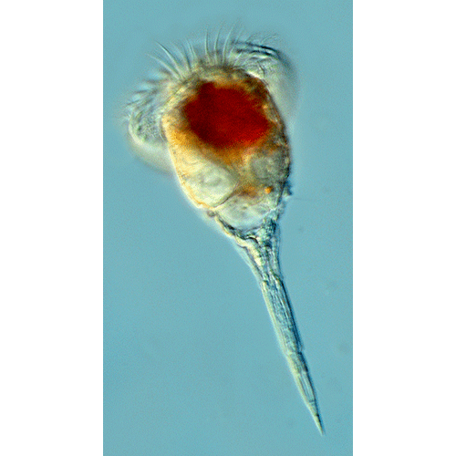 Семейство Microcodidae  фото