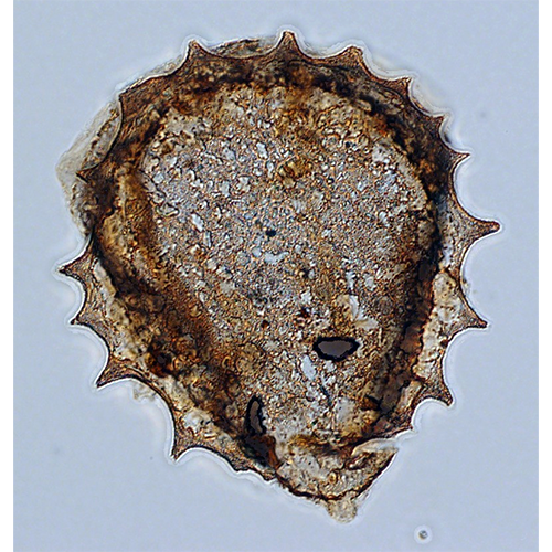Семейство Microcoryciidae фото