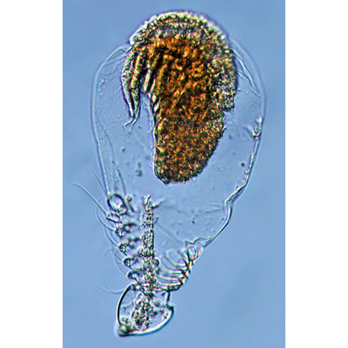 Семейство Microdajidae фото