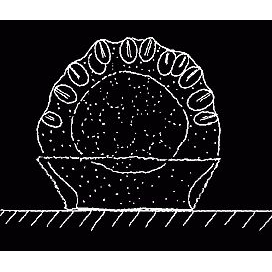 Семейство Microhydrulidae  фото