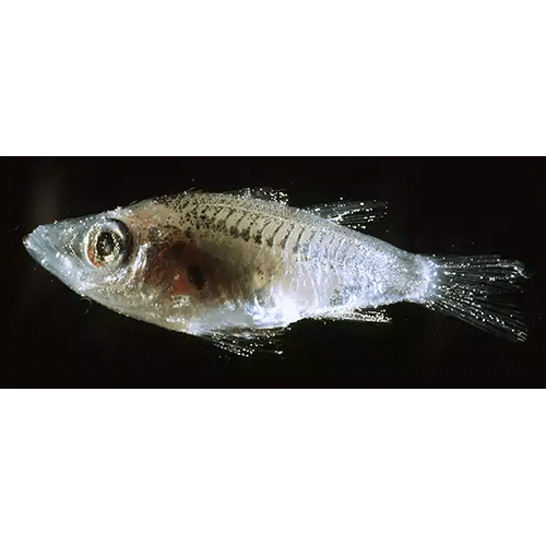 Род Microichthys фото