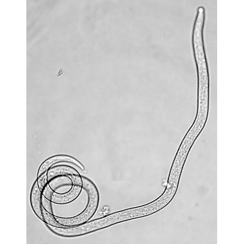Семейство Microlaimidae  фото