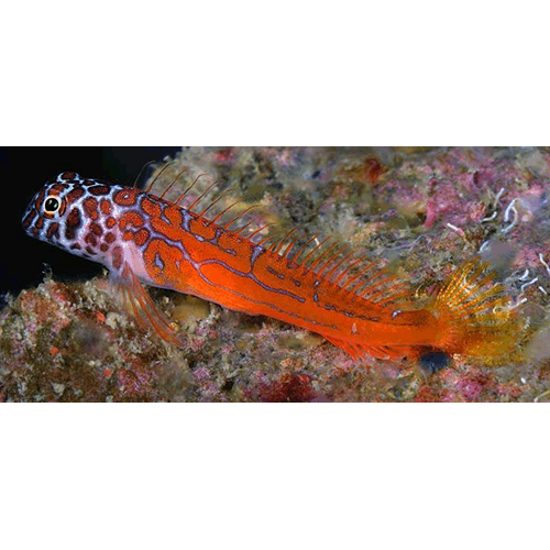 Род Microlipophrys фото
