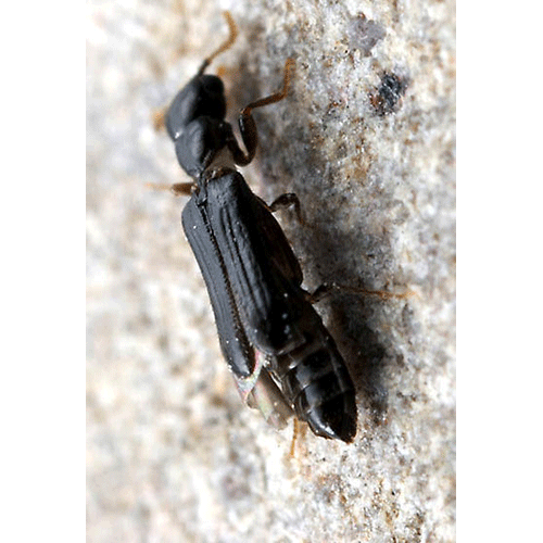 Семейство Micromalthidae фото