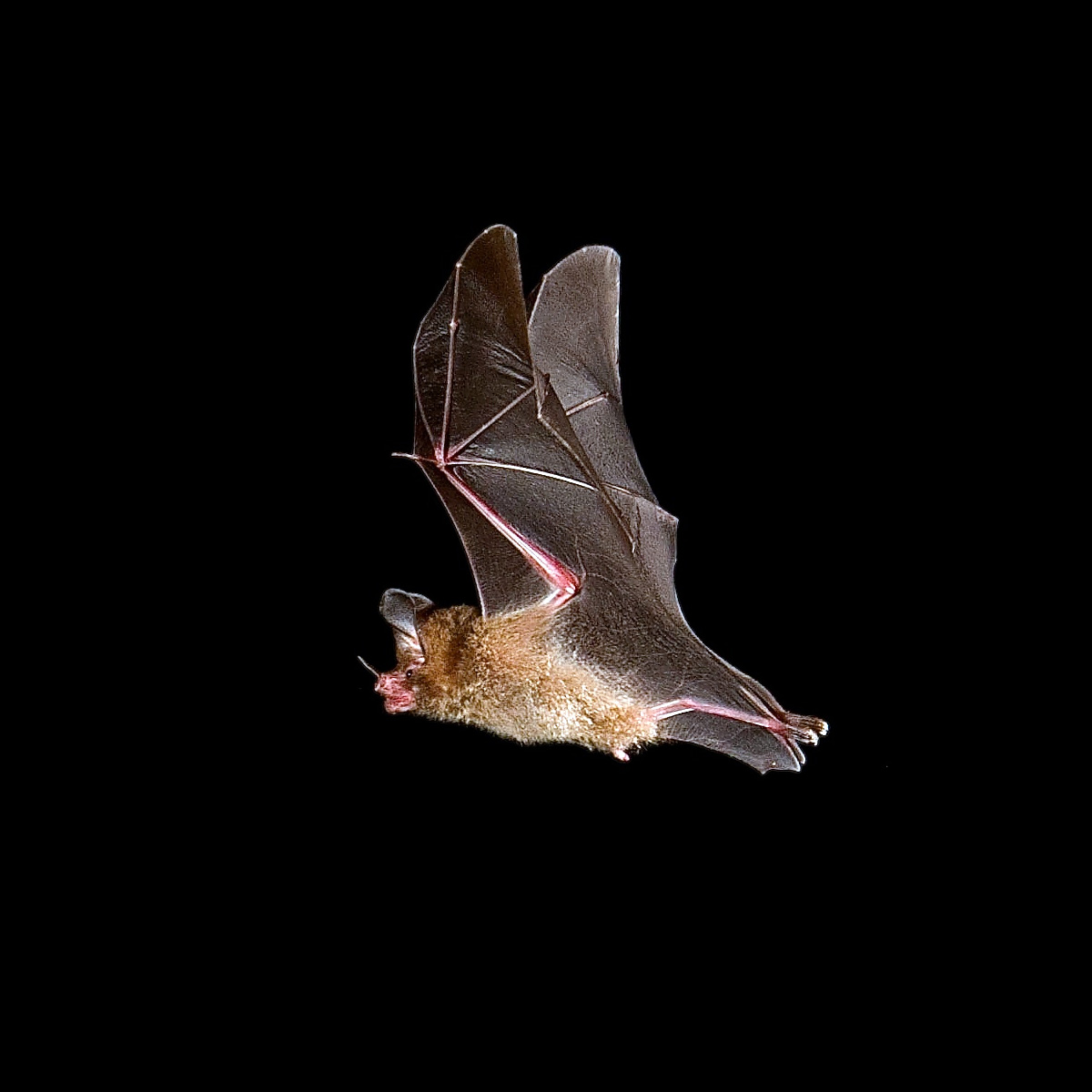 Волосатый большеухий листонос (Micronycteris hirsuta) Фото №6