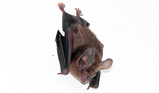 Micronycteris microtis mexicana