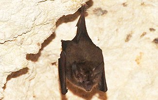 Micronycteris microtis microtis