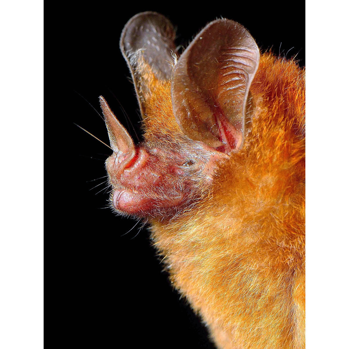 Листонос Шмидта (Micronycteris schmidtorum) Фото №3
